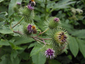 Arctium lappa